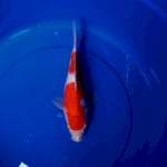 Kohaku 25cm