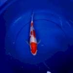 Kohaku 25cm