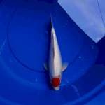 Tancho kohaku 30cm