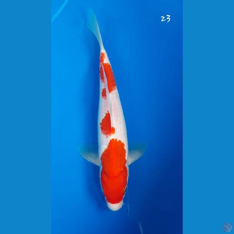 Kohaku 23cm