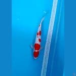 33cm/kohaku f1 sakai