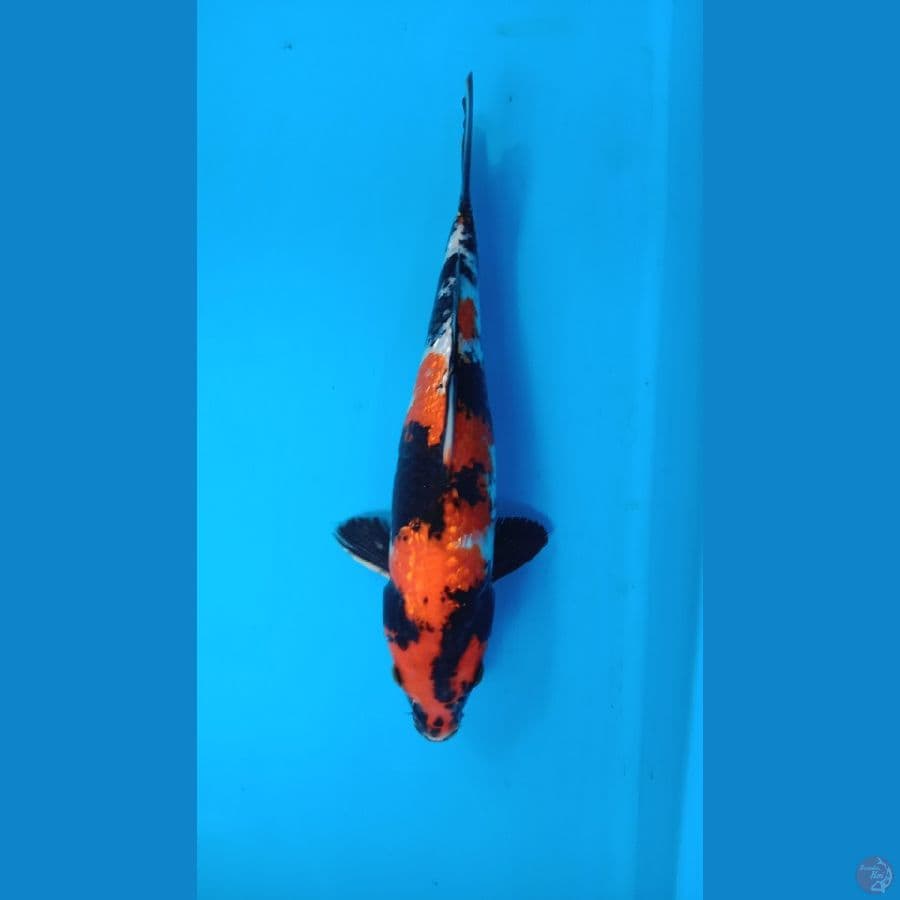 showa ginrin 32 cm