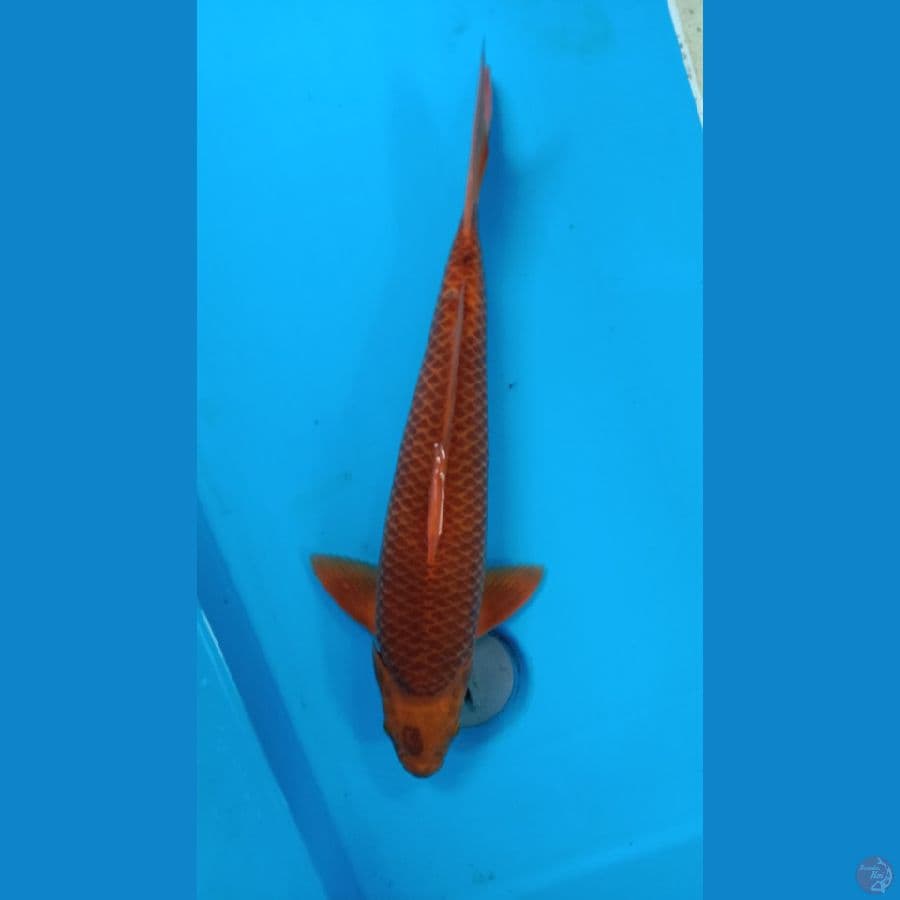 chagoi karamel 43 cm