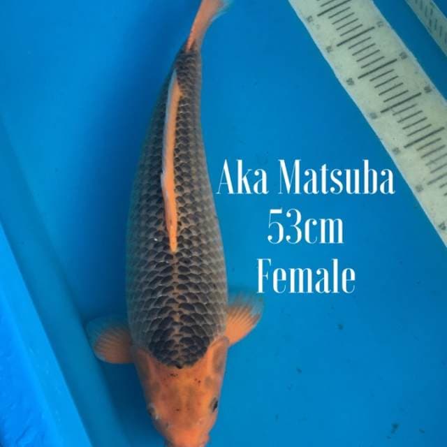 Aka Matsuba super bulky 53cm Female Jumbo
