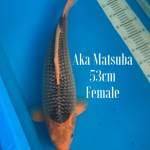 Aka Matsuba super bulky 53cm Female Jumbo