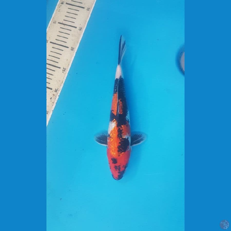 Showa ginrin 25cm