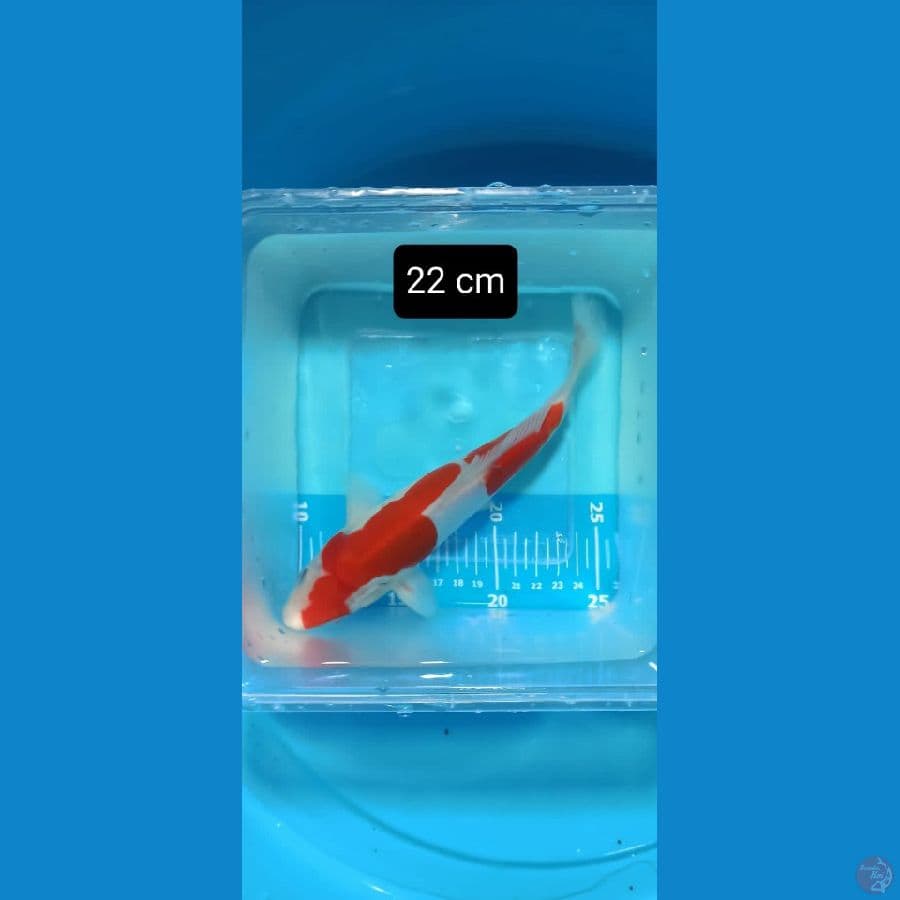 doitsu sq halus 22 cm™✓