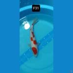 kohaku ori 31 cm™✓