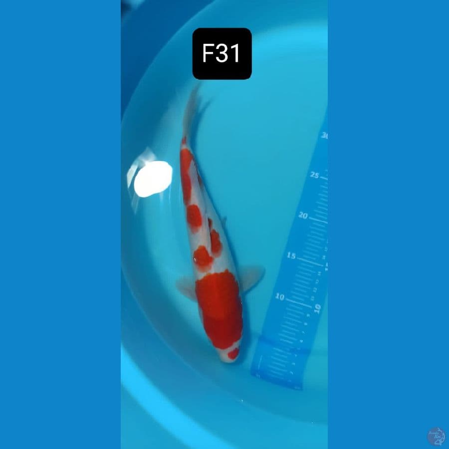 kohaku original 31 cm™✓