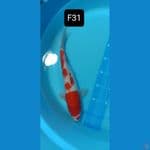 kohaku original 31 cm™✓