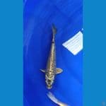 mukasi aragoke ring sangat rapi imbang. 30 cm™✓