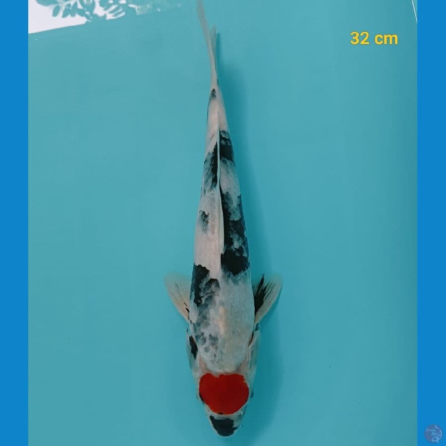 Tancho showa male 32 cm