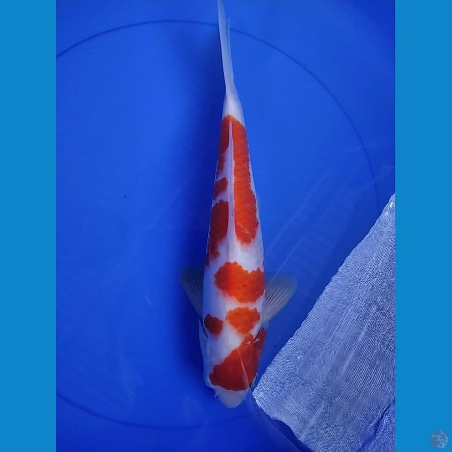 HQ KOHAKU 33 CM