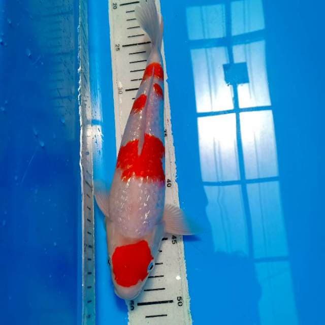 Kohaku full ginrin
