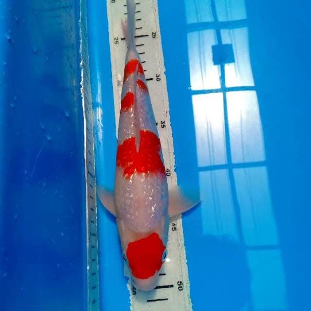 Kohaku full ginrin