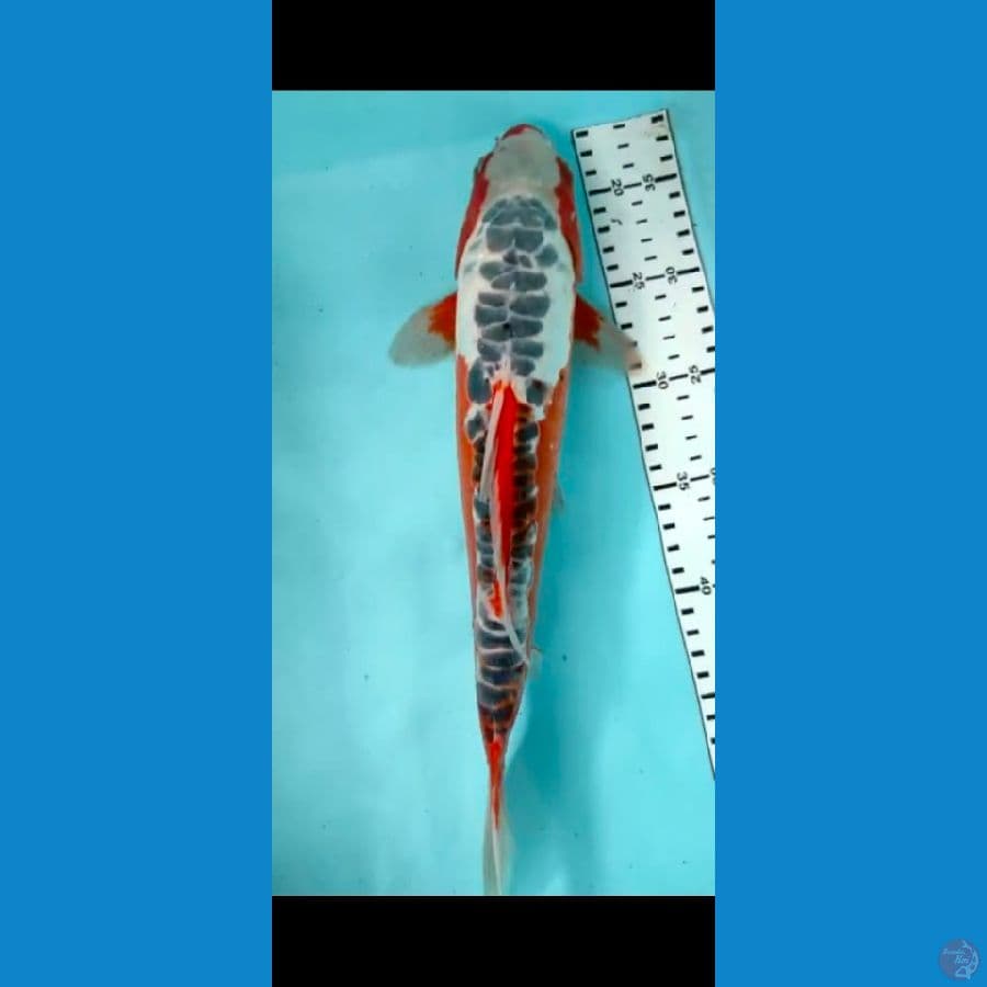 Hana shusui 35cm