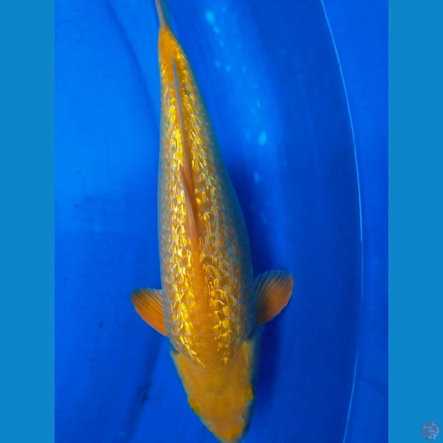 karamel ginrin 31cm