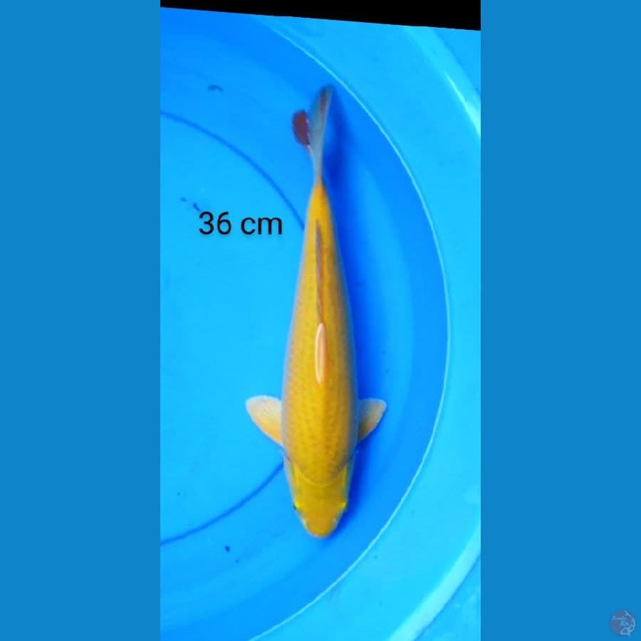 karashi super punuk 36 cm