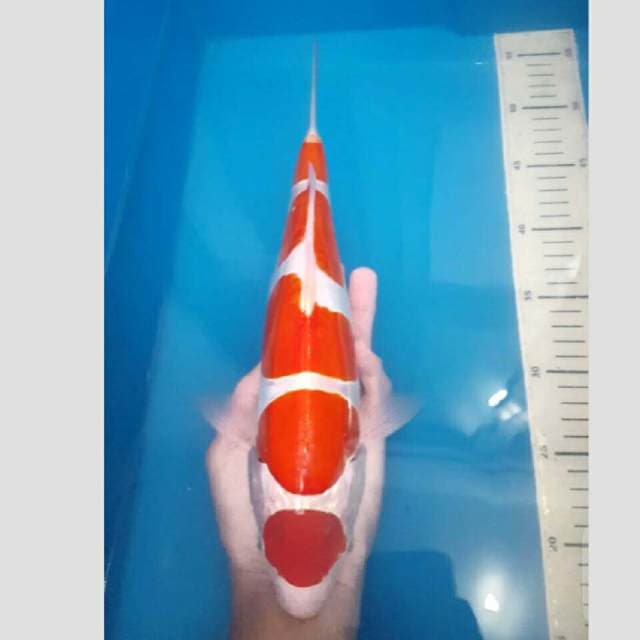 kohaku koleksi 40bu