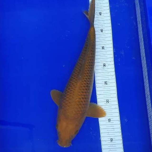 Chagoi jaring rapi 39cm