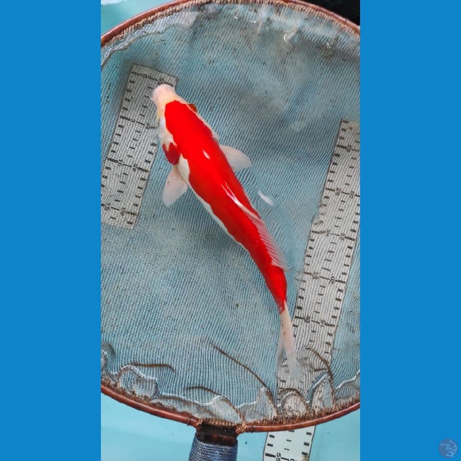 26cm doit