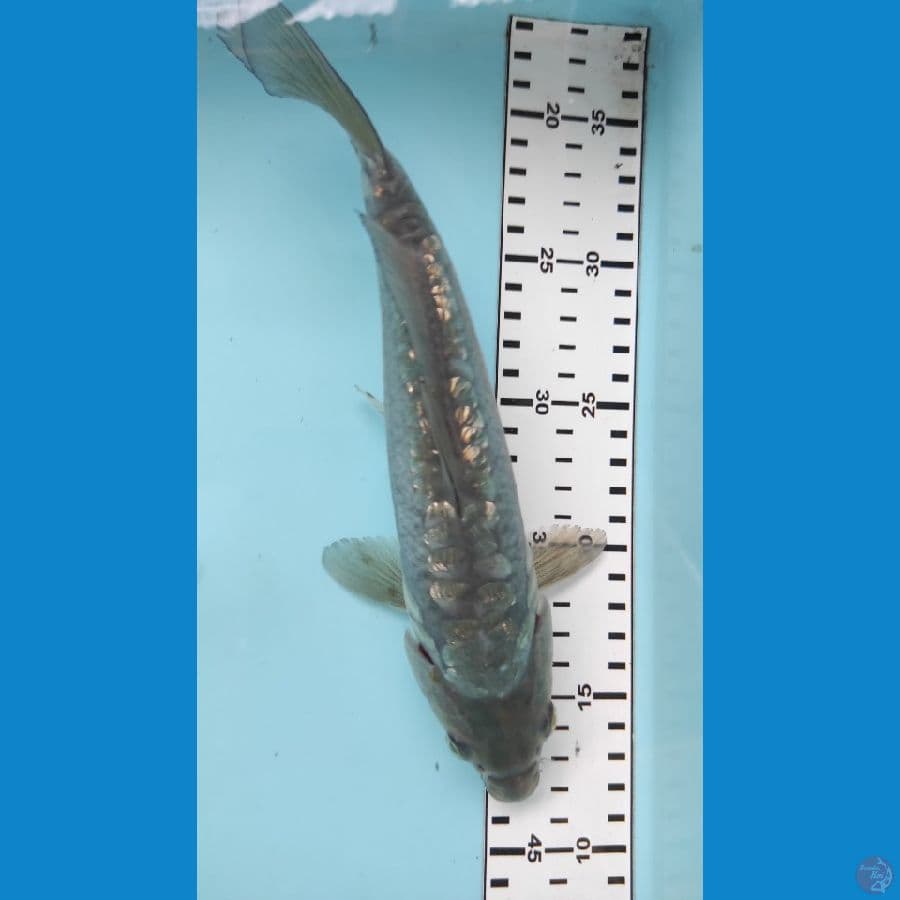 25cm aragoke