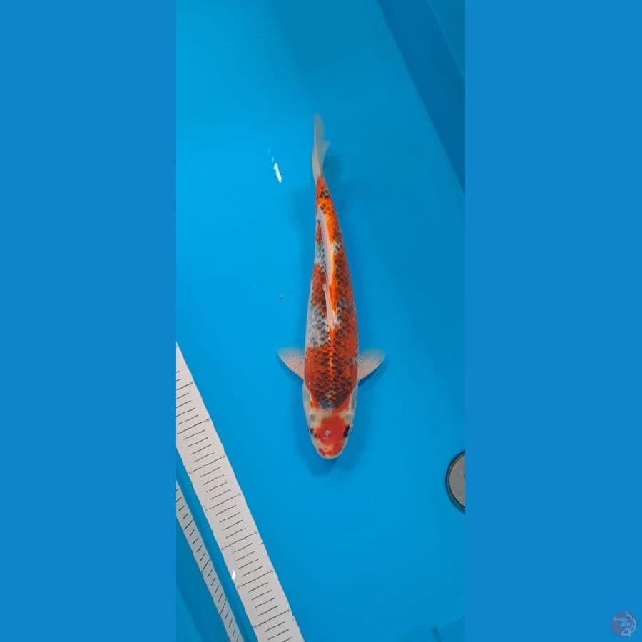 GHOSIKI 40cm male
