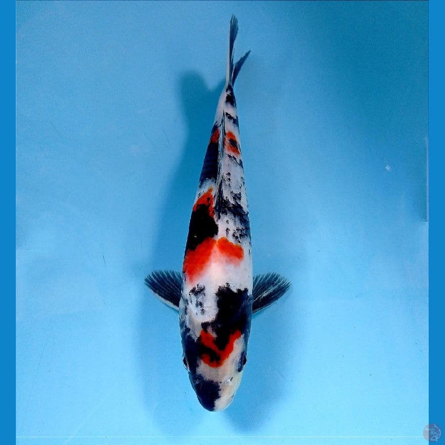 showa 23 cm 