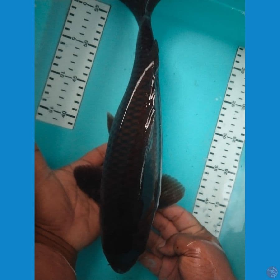 karasu 37cm