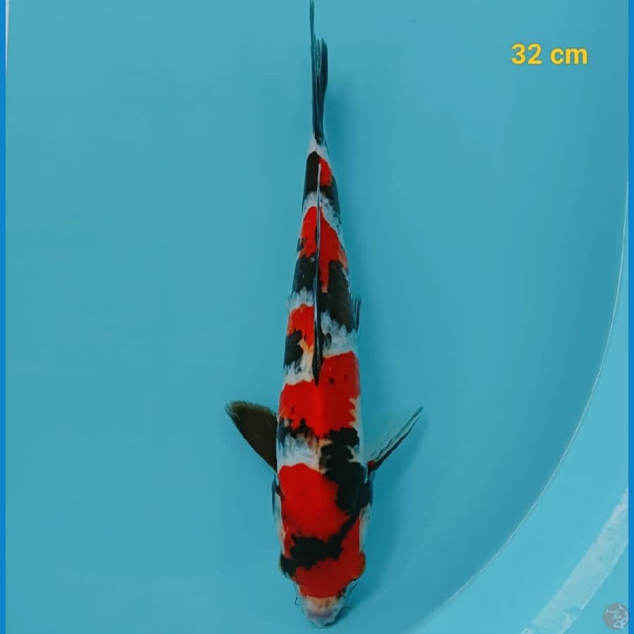 showa male 29 cm