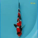 showa male 29 cm