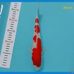 kohaku male 30 cm