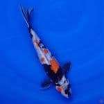 Koi Import Jepang Ginrin Showa (Sertifikat Dainichi) 29cm Super 