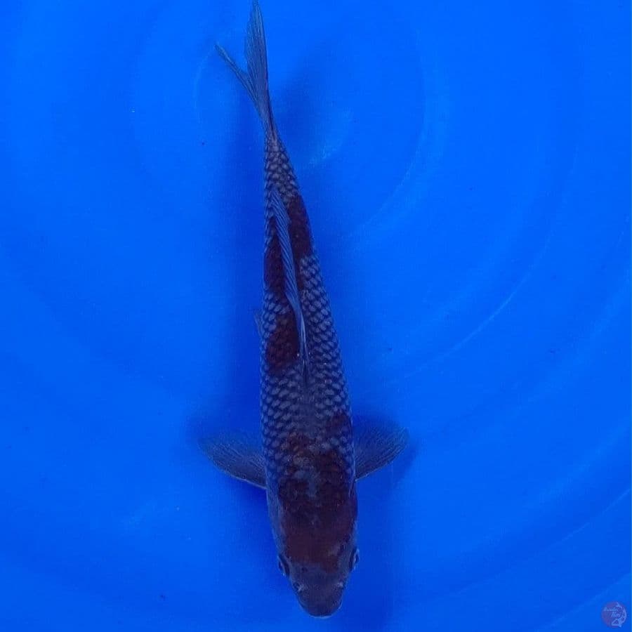 Koi Import Jepang Ochiba (Sertifikat Takatatsu) 26cm