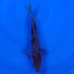 Koi Import Jepang Ochiba (Sertifikat Takatatsu) 26cm