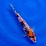 Koi Import Jepang Showa (Sertifikat Marudo) 36cm 