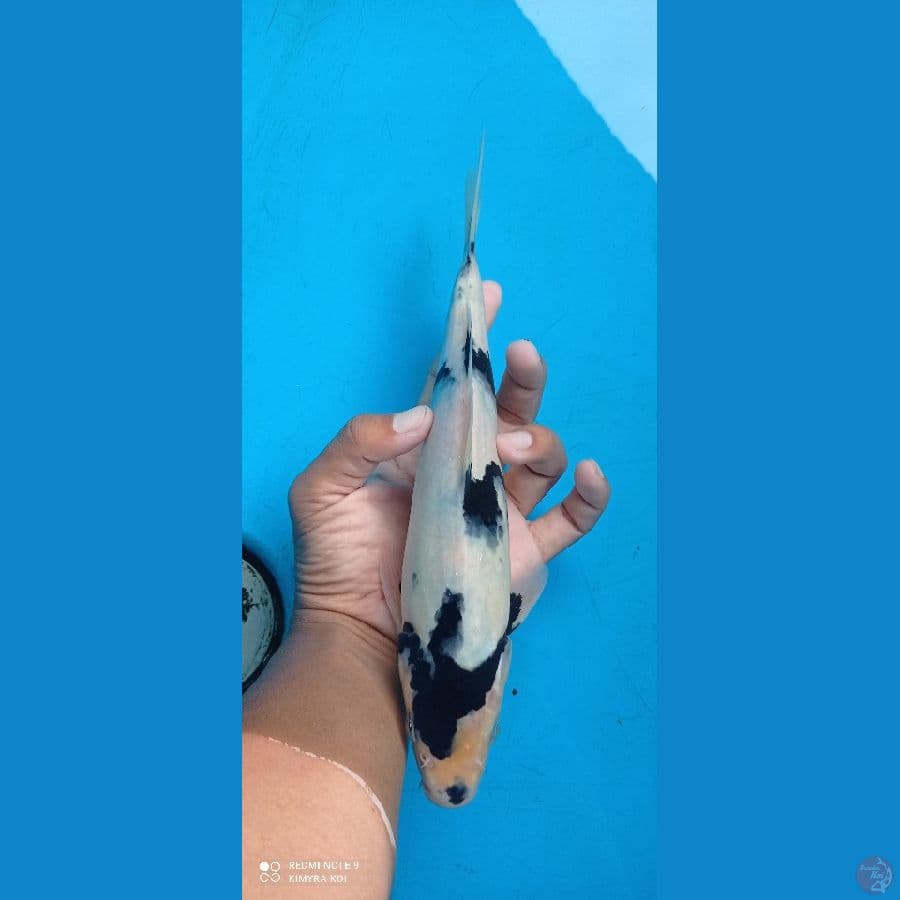 shiro 27cm
