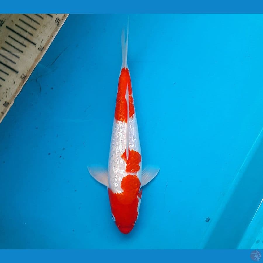 Kohaku ginrin 32cm Male