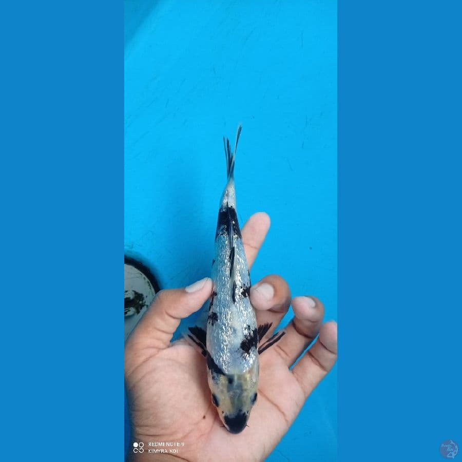 HQ gindrin shiro 19cm