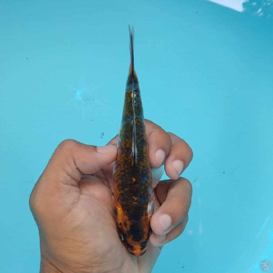 KANZEN - BENI GINGGA B 15CM