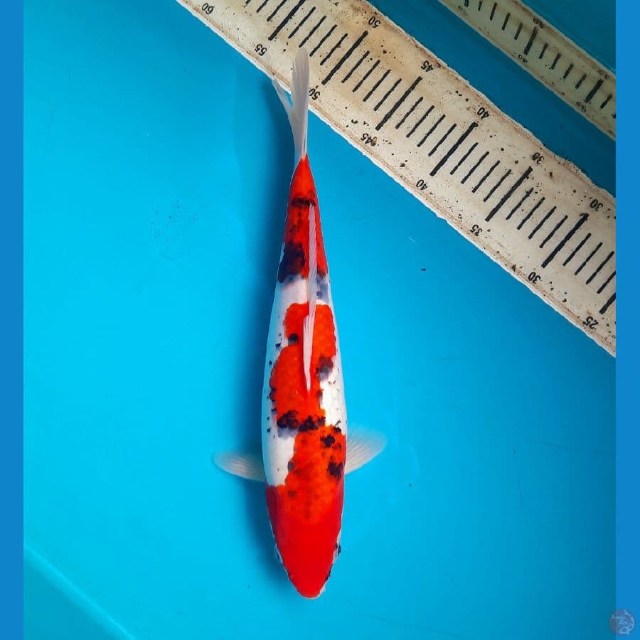 Goshiki 35cm Male