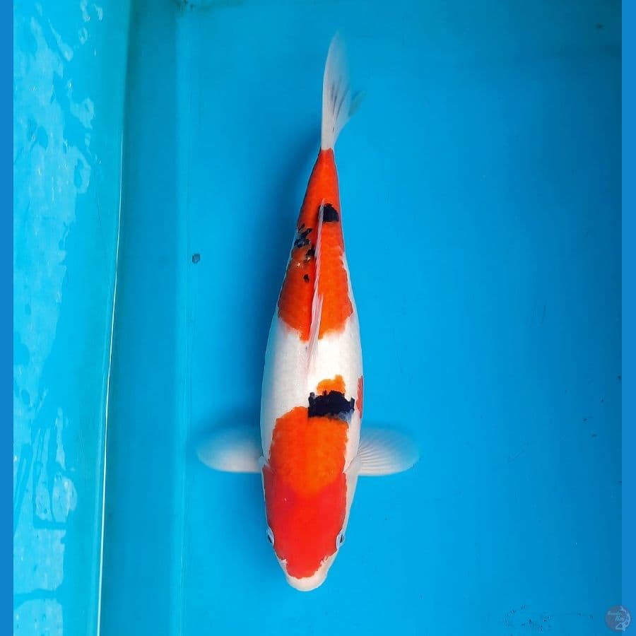 Sanke 37cm Female