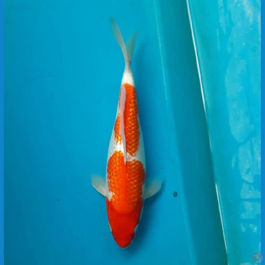 Ginrin kohaku 30cm Female