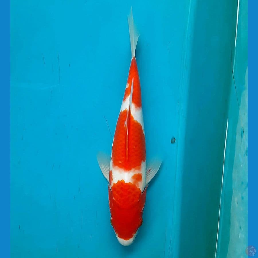 Kohaku 27cm male