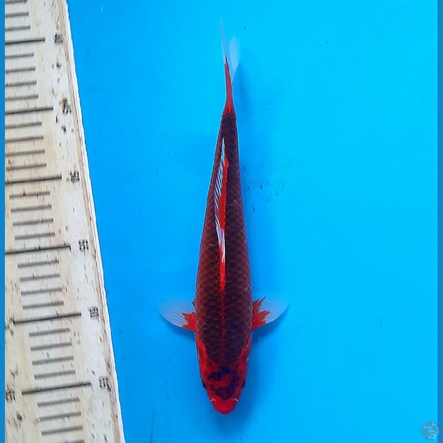 Kawarimuji 26cm male