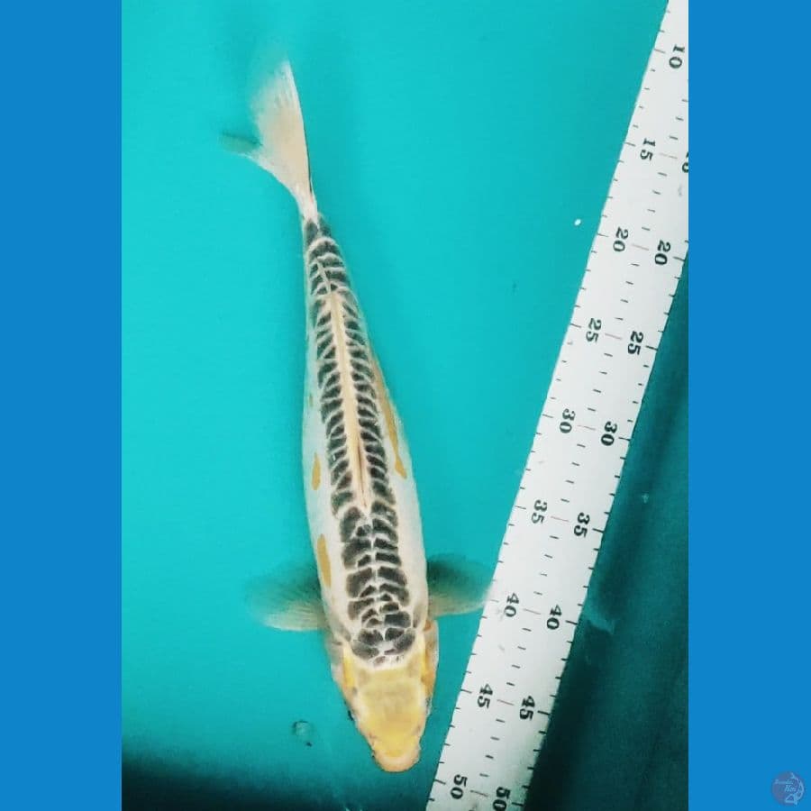 Ki Shusui 34cm fm