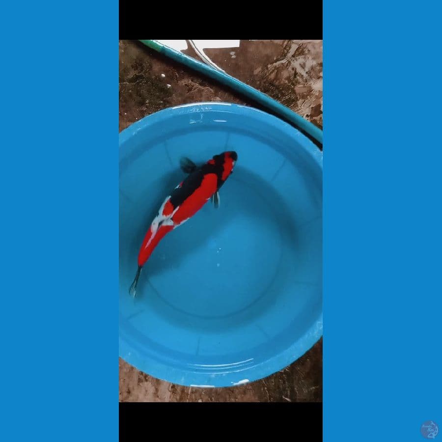 Showa Doitsu Murni 37CM