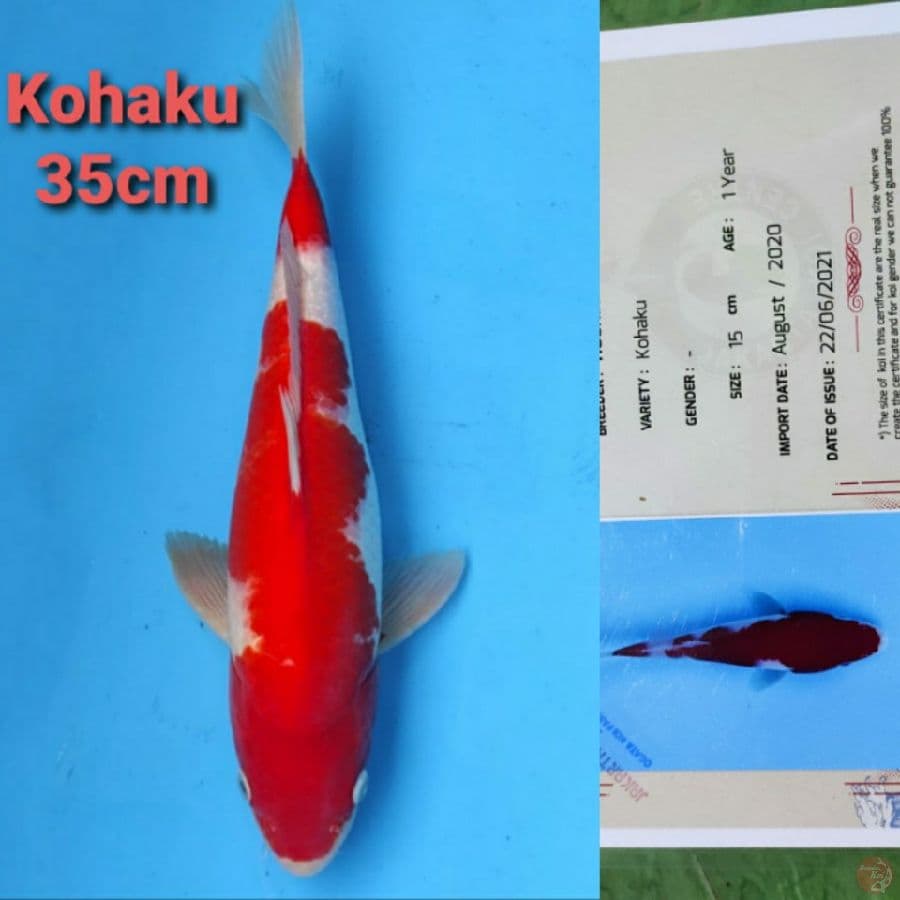 MARUHIRO KOHAKU 35CM SERTI