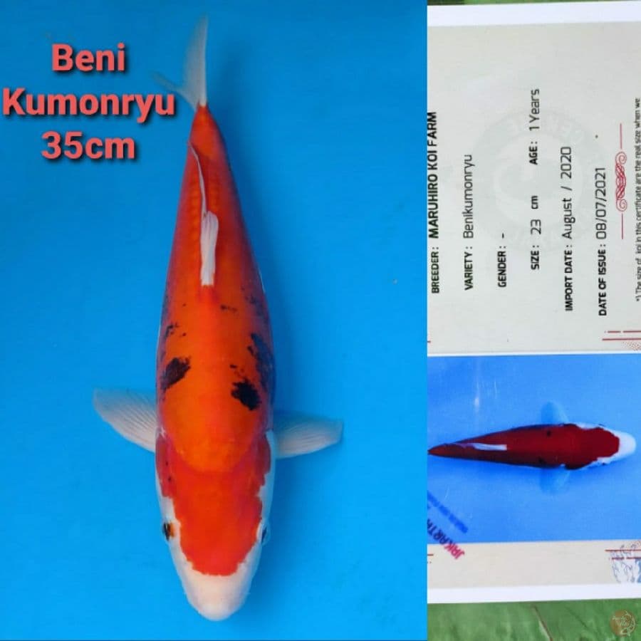 MARUHIRO BENI KUMONRYU 35CM