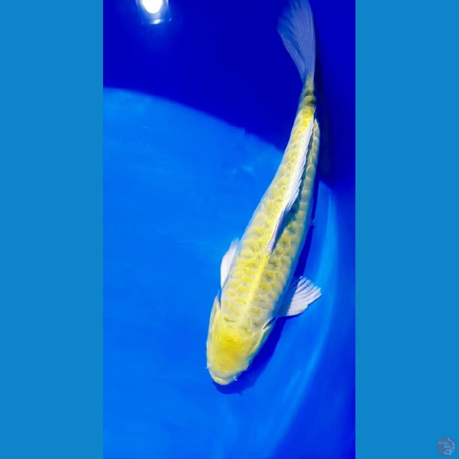 ogon sisit naga 40 cm. m